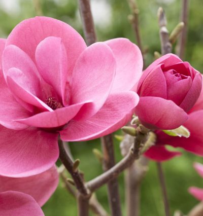 Магнолія Watermelon / С3 h80-90 см