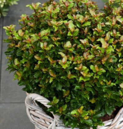 Падуб блакитний/ Ilex meserveae 'Magical Little Rascal'