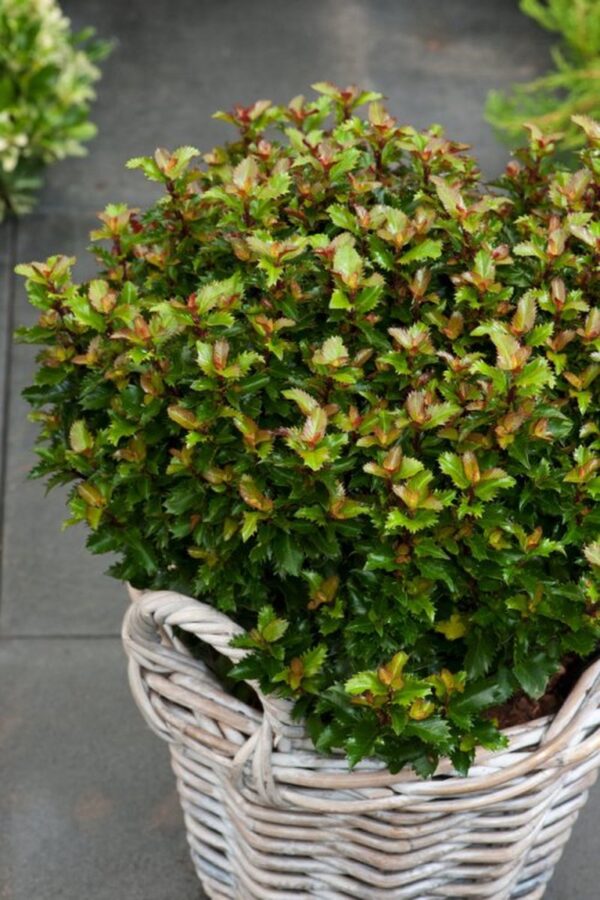 Падуб блакитний/ Ilex meserveae 'Magical Little Rascal'