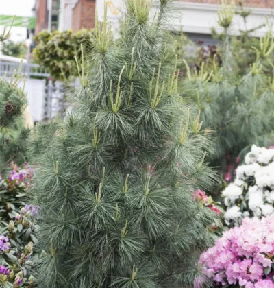 Pinus wallichiana 'Densa Hill'