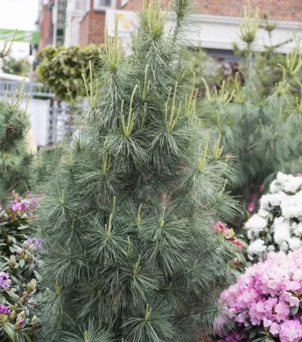 Pinus wallichiana 'Densa Hill'
