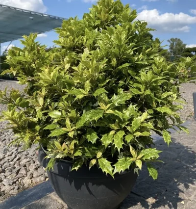 Османтус Гошикі