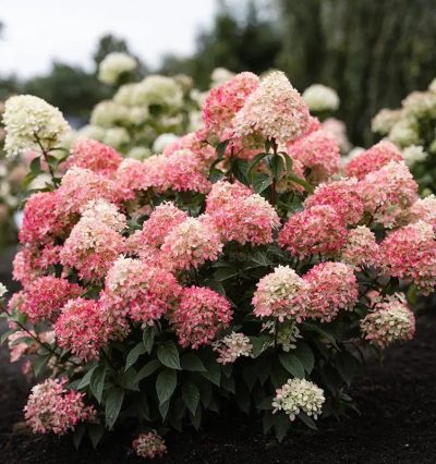 Гортензія волотиста Літл Лав