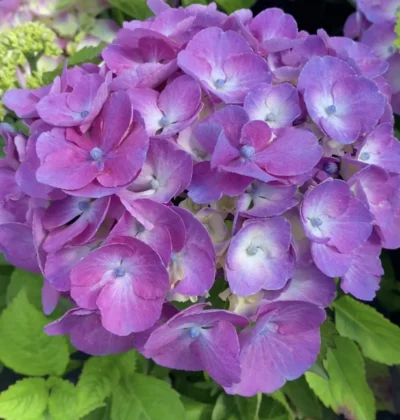 Гортензія макрофіла Дольче Шик / Hydrangea m. 'Rembrandt® Dolce Chic'