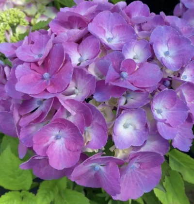 Гортензія макрофіла Дольче Шик / Hydrangea m. 'Rembrandt® Dolce Chic'