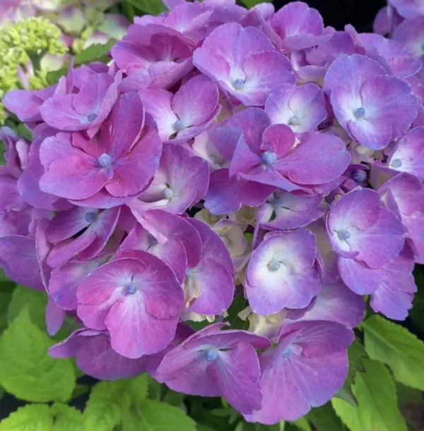Гортензія макрофіла Дольче Шик / Hydrangea m. 'Rembrandt® Dolce Chic'