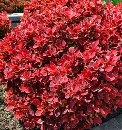 Барбарис Рубі Стар