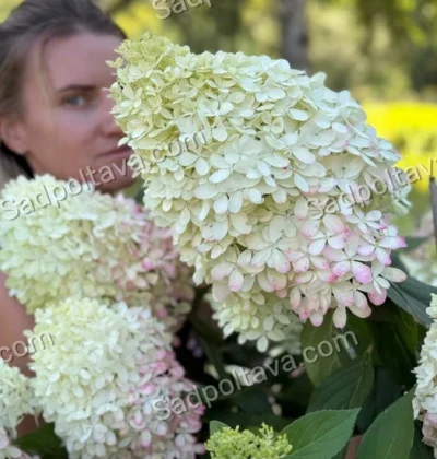Гортензія Лівінг Роял Флауер "Living Royal Flower"