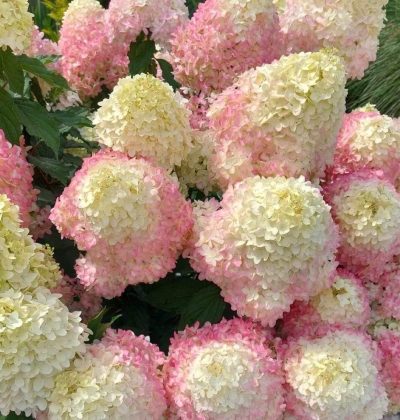 Гортензія Волотиста Пінкачу / Hydrangea paniculata 'Pinkachu'