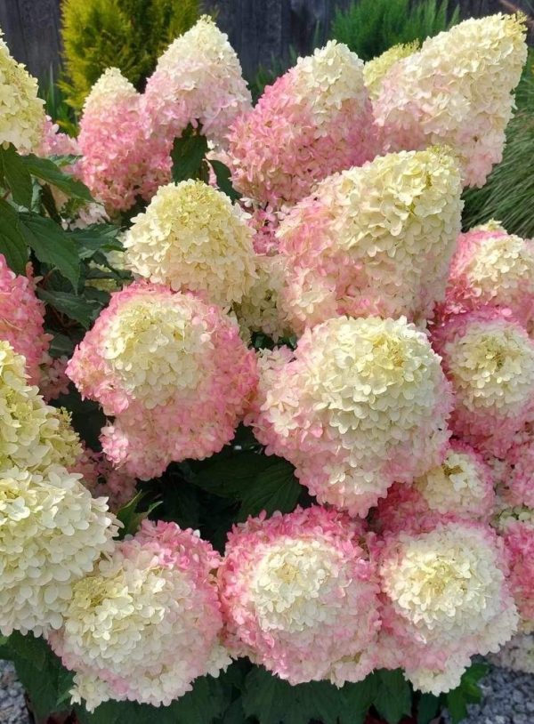 Гортензія Волотиста Пінкачу / Hydrangea paniculata 'Pinkachu'