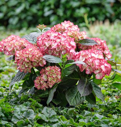 Гортензія макрофіла Б'юті оф Боскоп / Hydrangea macr. 'Beauty of Boskoop