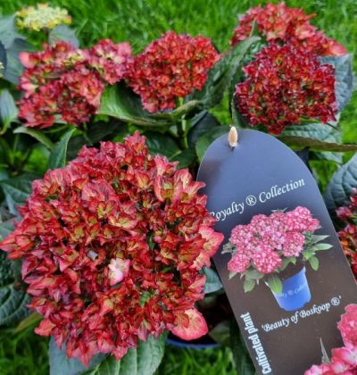 Hydrangea Macr. Royalty 'Beauty of Boskoop'