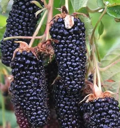 Ожина Коламбія Гігант