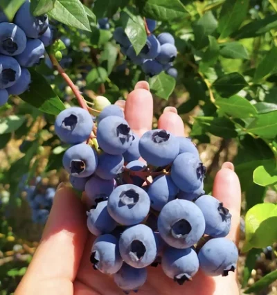 Лохина Аврора