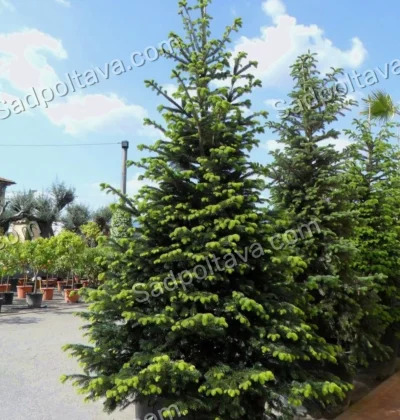 Ялиця нордмана Робуста / Abies nordmanniana Robusta