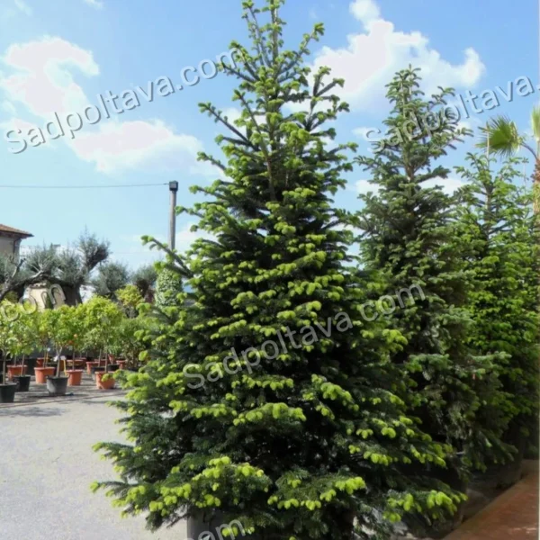 Ялиця нордмана Робуста / Abies nordmanniana Robusta