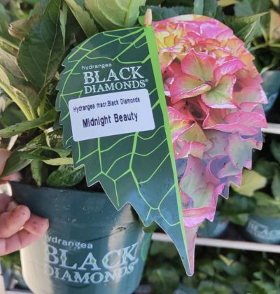 Гортензія Black Diamond: Midnight Beauty