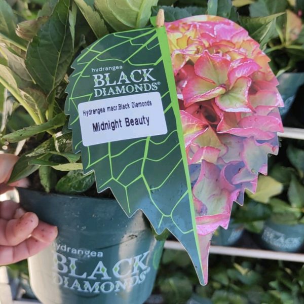 Гортензія Black Diamond: Midnight Beauty