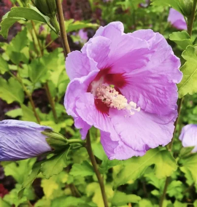Гібіскус сирійський Paraplu Violet