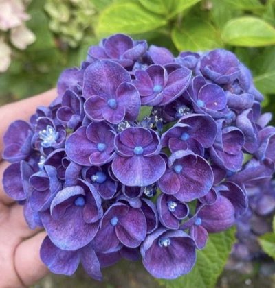 Гортензія макрофіла Royalty Collection 'Rosie Purple'