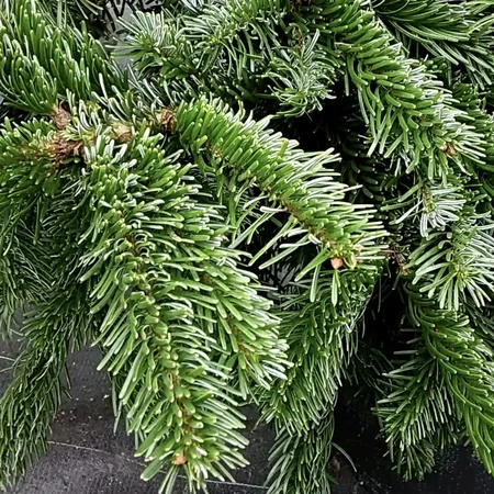 Ялиця нордмана Робуста