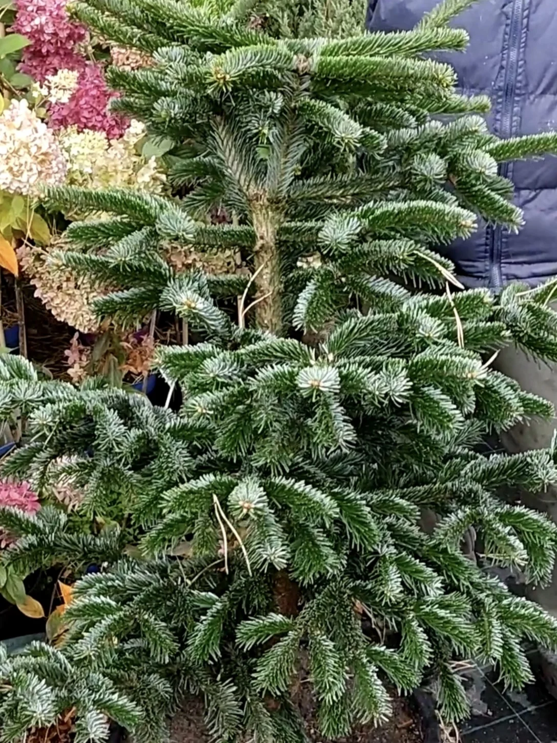 Ялиця нордмана Робуста