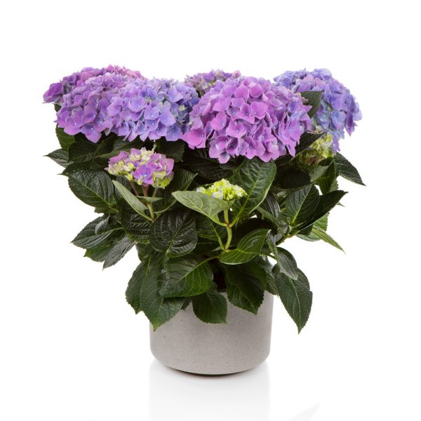 Гортензія крупнолиста Хай Скай / Hydrangea macrophylla Hi Sky