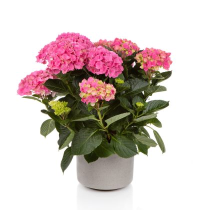 Гортензія крупнолиста Хай Скай / Hydrangea macrophylla Hi Sky