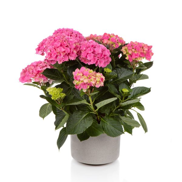 Гортензія крупнолиста Хай Скай / Hydrangea macrophylla Hi Sky