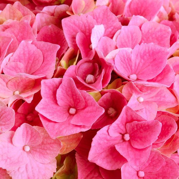 Гортензія крупнолиста Хай Скай / Hydrangea macrophylla Hi Sky