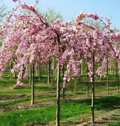 Сакура на штамбі Frilly Frock (Фрілі Фок)