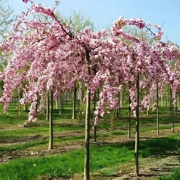 woocommerce product thumbnail