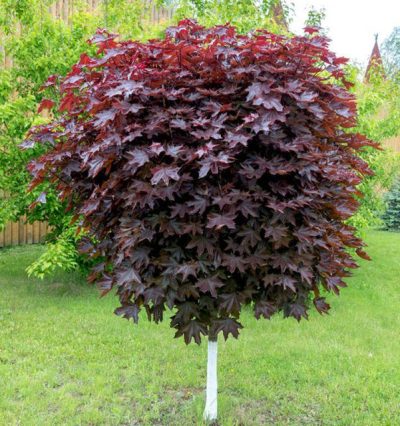 Клен остролистный Роял Ред