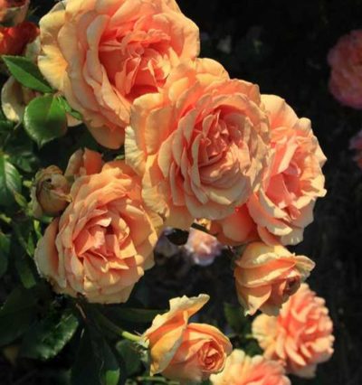 Троянда на штамбі Ашрам