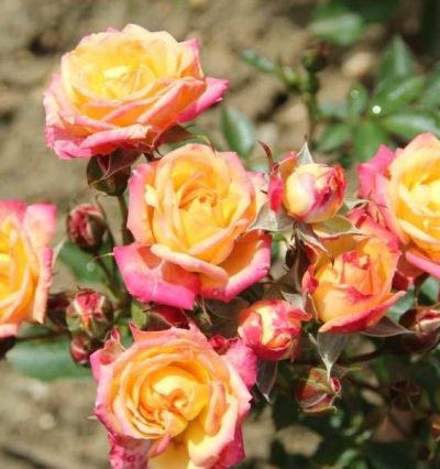 Троянда на штамбі Little Sunset (Літл Сансет)