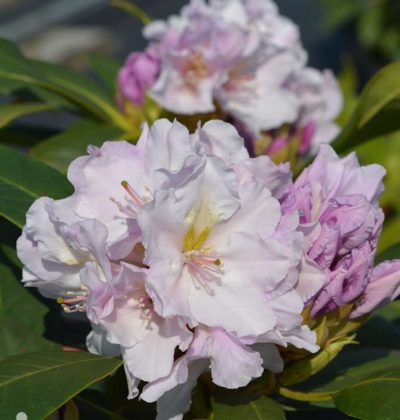 Rhododendron 'Eskimo'