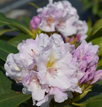 Рододендрон Ескімо. Rhododendron 'Eskimo'