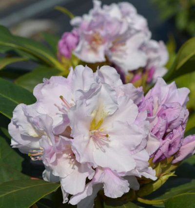 Рододендрон Ескімо. Rhododendron 'Eskimo'