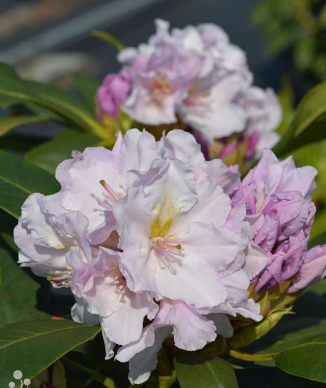 Рододендрон Ескімо. Rhododendron 'Eskimo'