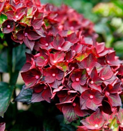 Гортензія Royalty Collection “Burning Hot”