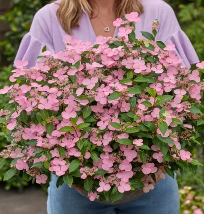 Гортензія Ферст Лав/ Hydrangea scandens 'First Love'