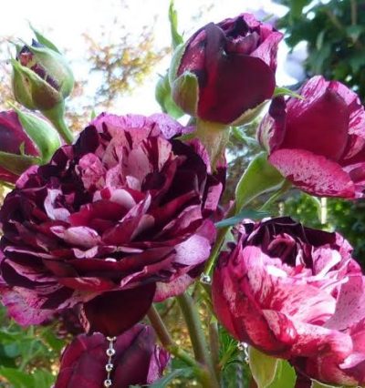 Троянда на штамбі Magdas