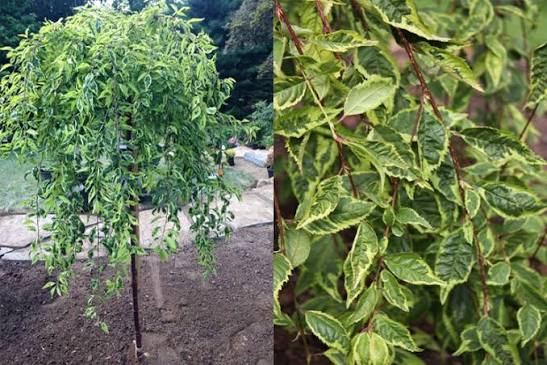 Сакура на штамбі Frilly Frock (Фрілі Фок)