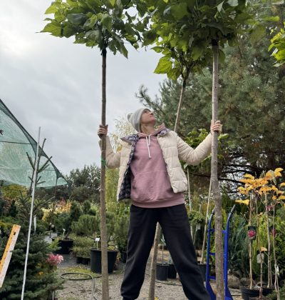 Катальпа бігнонієвидна Нана Штамб