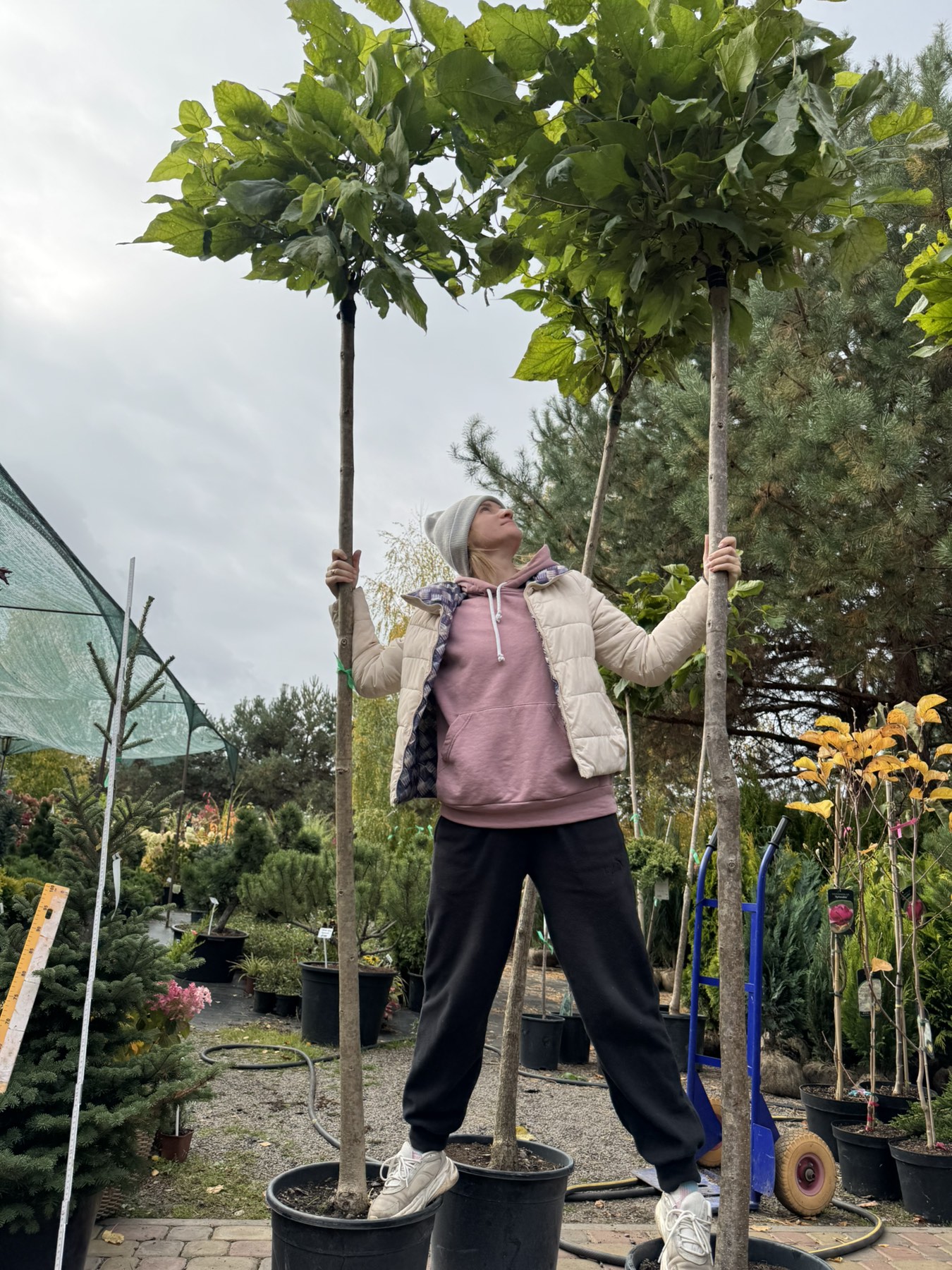 Катальпа бігнонієвидна Нана Штамб