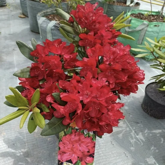Рододендрон Бузукі / Busuki С5