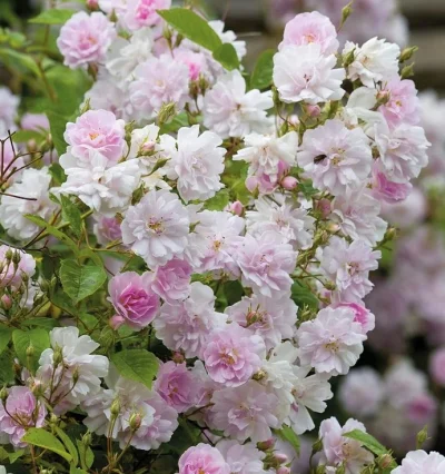 Троянда Himalayan Musk