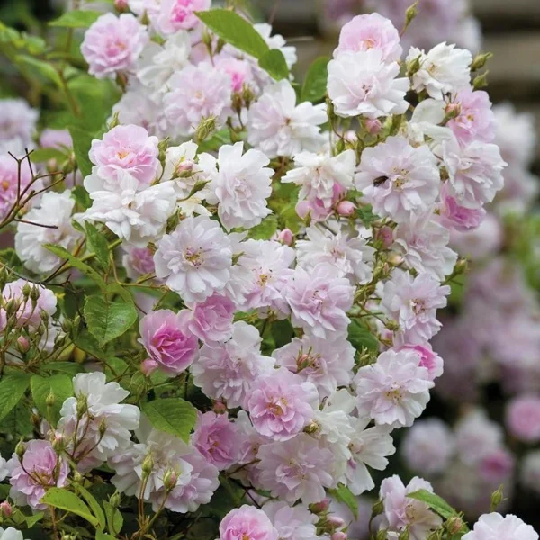Троянда Himalayan Musk