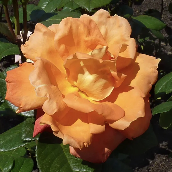 Троянда на штамбі Луі Де Фюнес