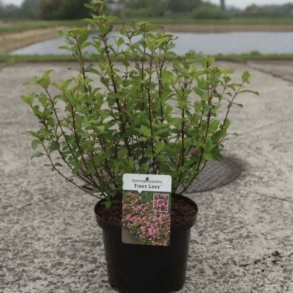 Гортензія Ферст Лав/ Hydrangea scandens 'First Love'